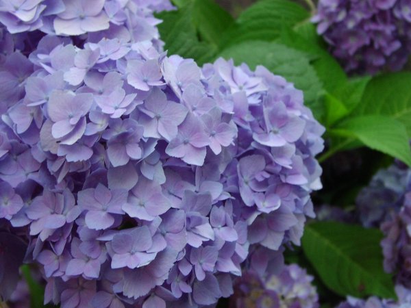 Гортензия endless Summer