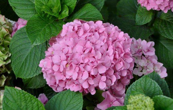 Гортензия крупнолистная саммер