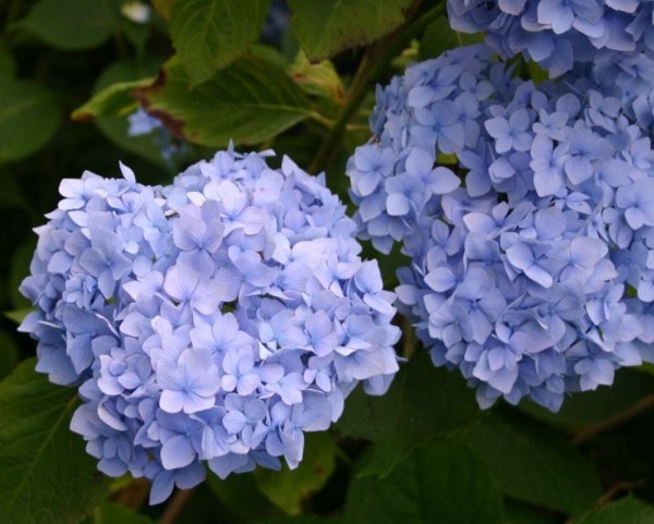 Гортензия endless Summer Bloomstar