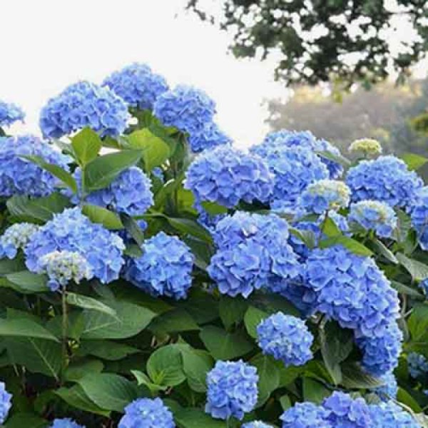 Гортензия Эндлесс саммер изгородь