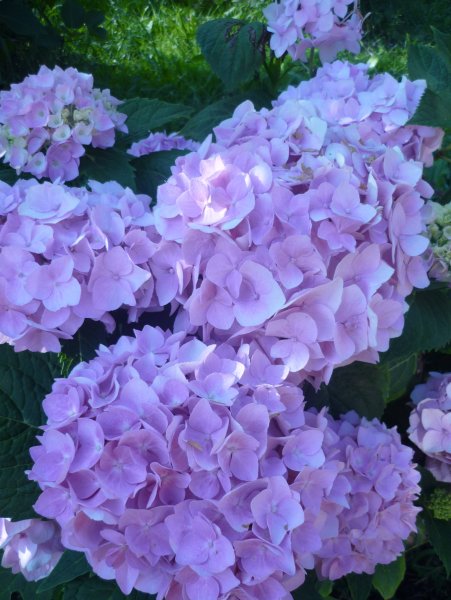 Гортензия вечное лето