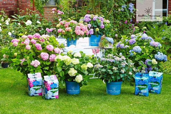 Гортензия крупнолистная Грандмонт