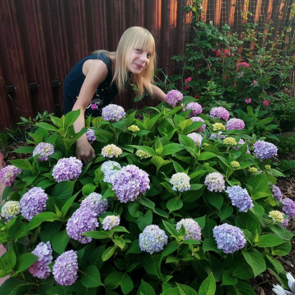 Гортензия крупнолистная Эндлесс саммер голубая