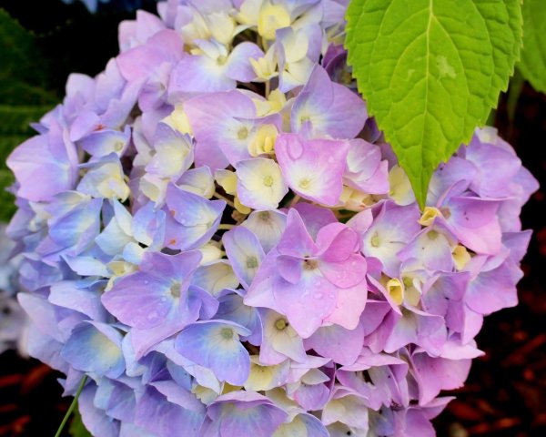 Гортензия крупнолистная три сестры