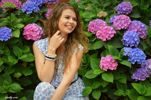 Гортензия крупнолистная саммер