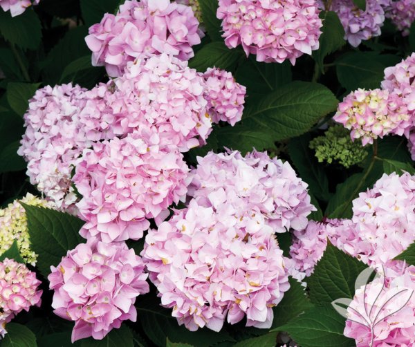 Гортензия крупнолистная Эндлесс саммер