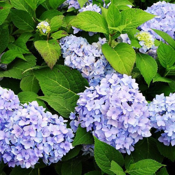 Гортензия крупнолистная Экспрешн