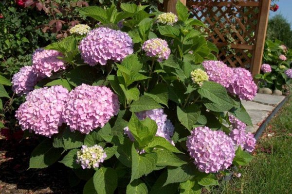 Обрезка гортензии вечное лето