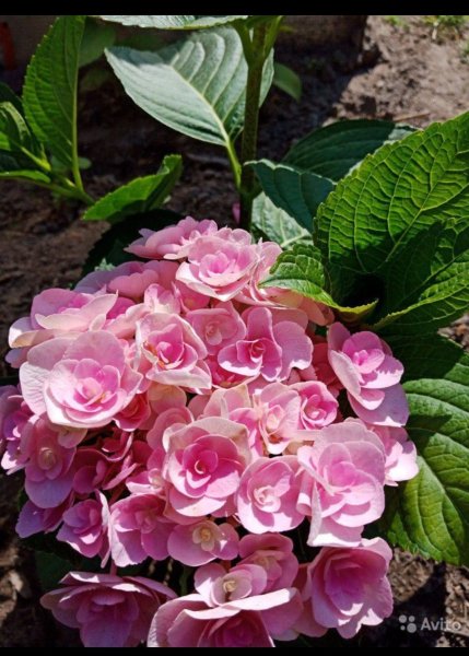 Гортензия крупнолистовая бордовая