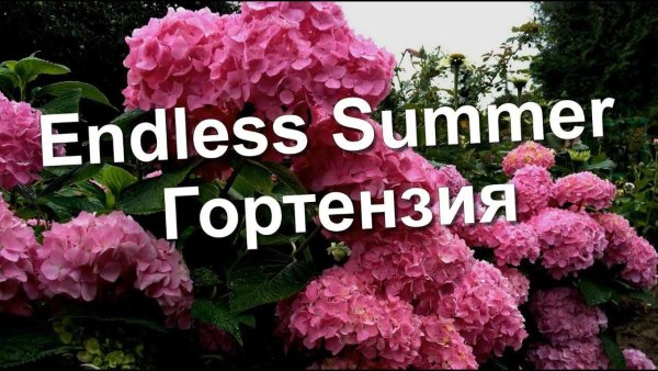 Гортензия Эдлер саммер