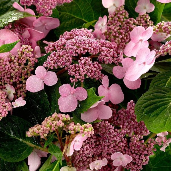 Гортензия Мэджикал Андес