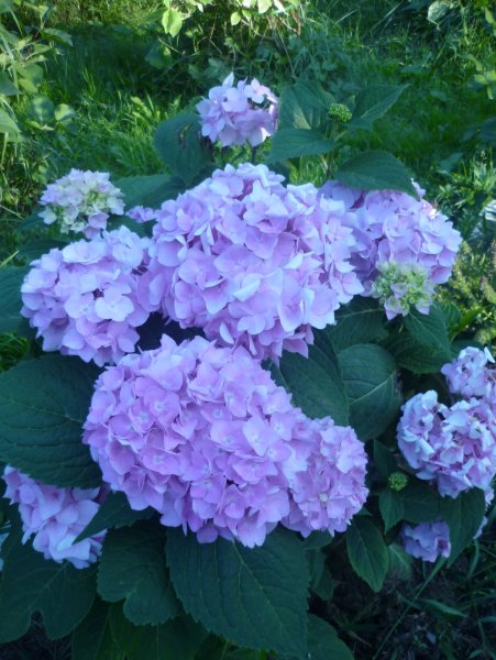 Гортензия крупнолистная Эндлесс саммер
