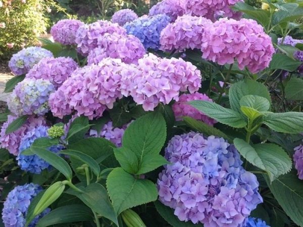 Гортензия крупнолистная endless Summer (Blue)