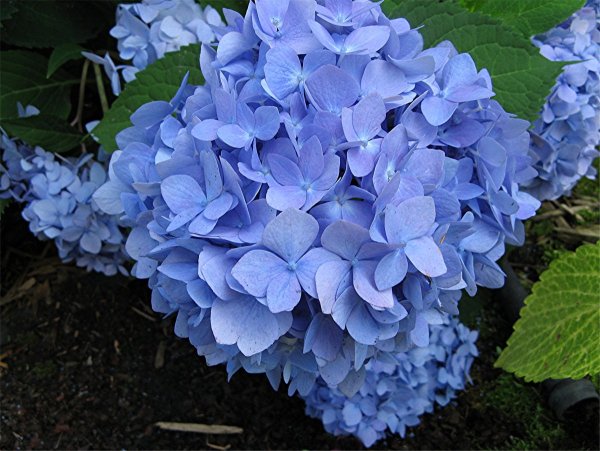 Гортензия крупнолистная саммер