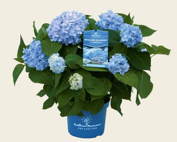 Гортензия Эндлесс саммер