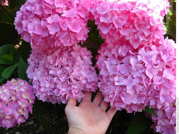 Гортензия Эндлесс саммер фото