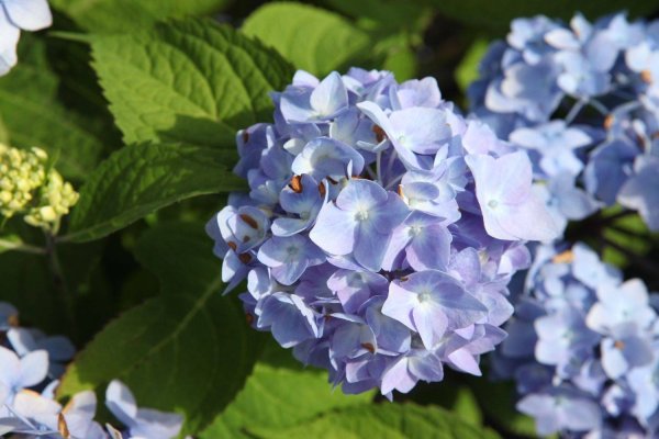 Вечное Лето Гортензия Купить Фото