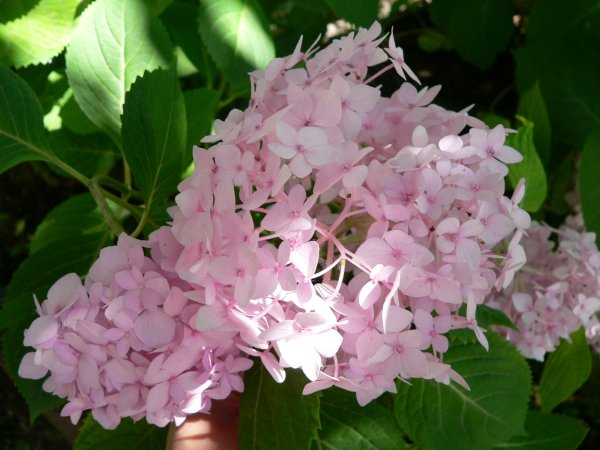 Гортензия крупнолистная endless Summer