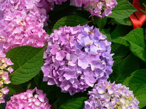 Гортензия крупнолистная Бесконечное лето