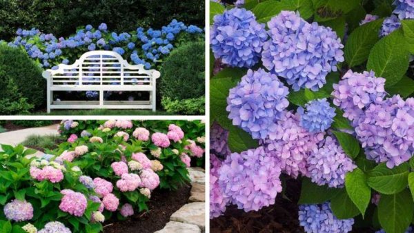 Гортензия крупнолистная саммер