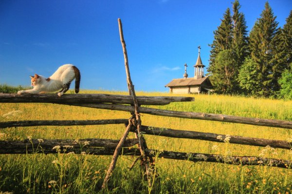 Кенозерский национальный парк лошади