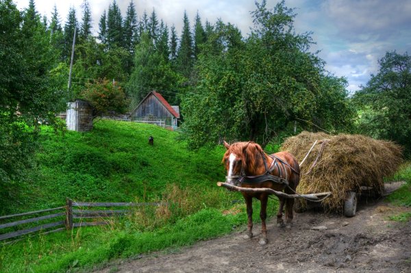 Лето в деревне