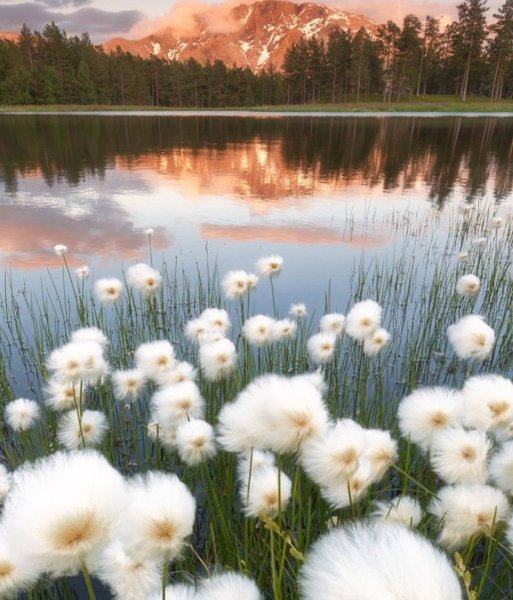 Мостик речка деревня лето