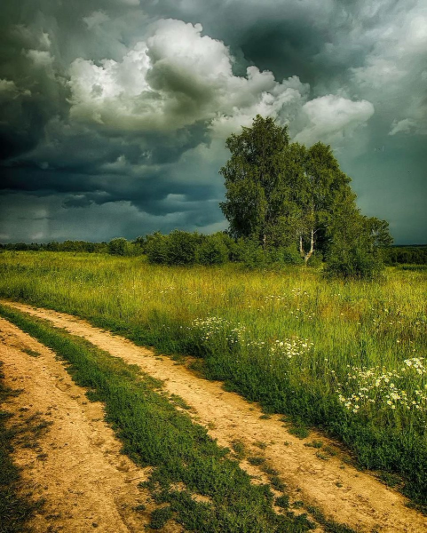 Лето ромашки