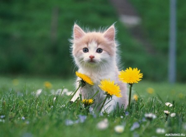 Котики на природе летом