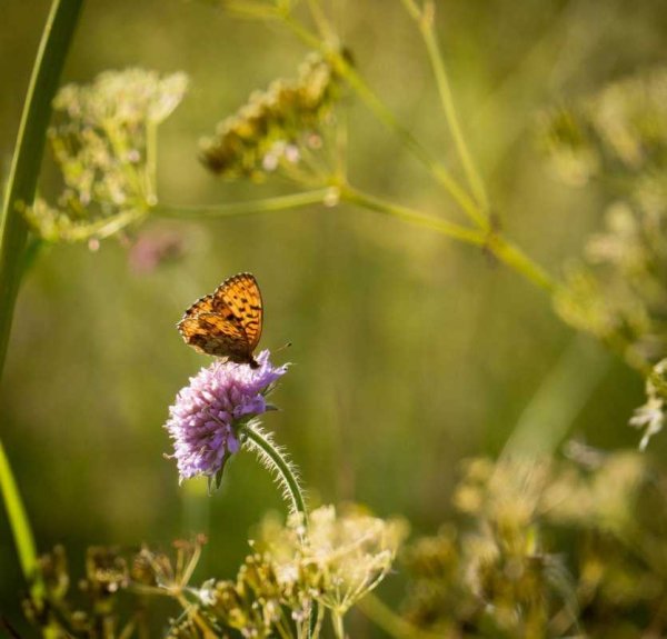 Цветы уходящего лета
