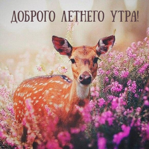 Собака на траве