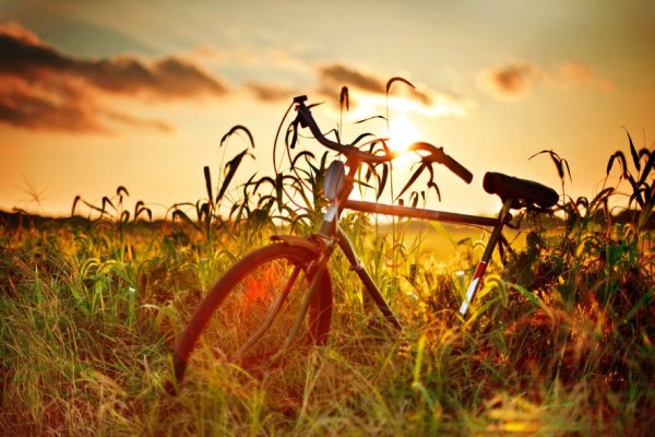 Велосипед в поле