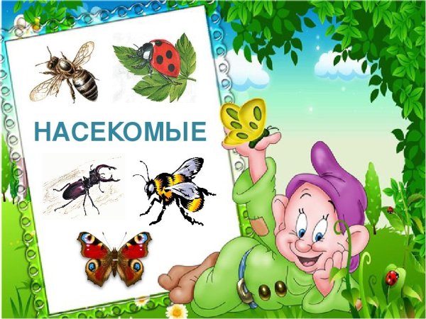 Мир насекомых