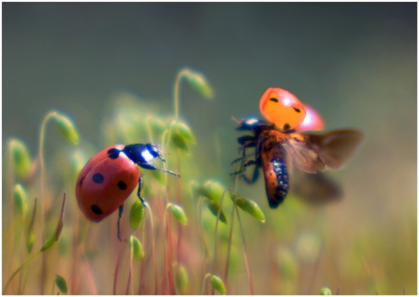 Насекомые мульт