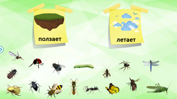 Какие насекомые спрятались на картинке