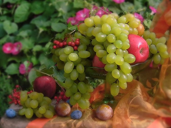 Красивый август виноград