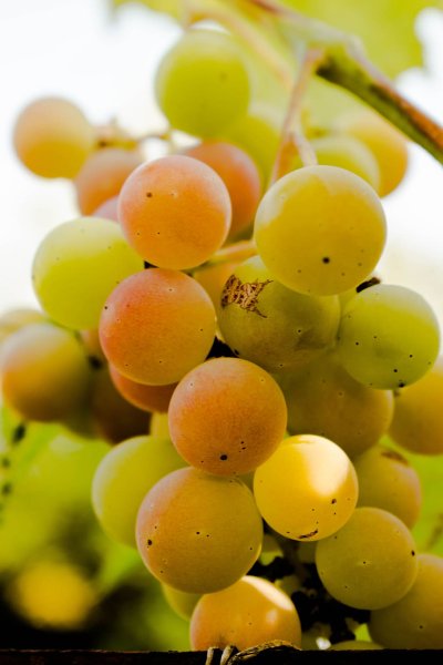 Виноград Еллоу Болл