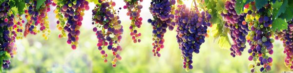 Виноград баннер