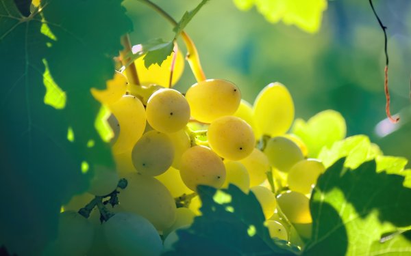 Обои на рабочий стол виноград