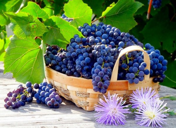 Виноград в корзине