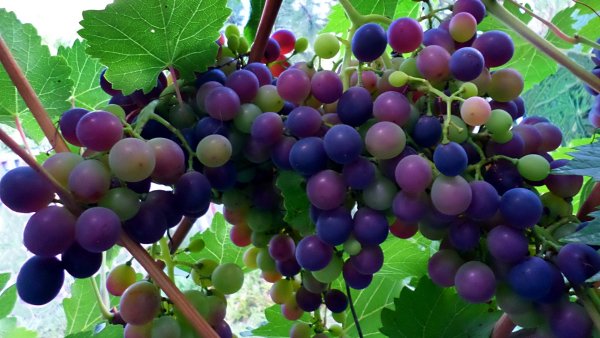 Виноградная лоза бластберии