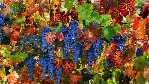 Фотообои виноград