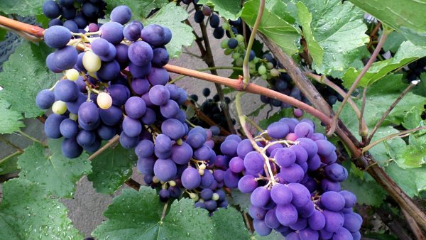 Красивые фрукты