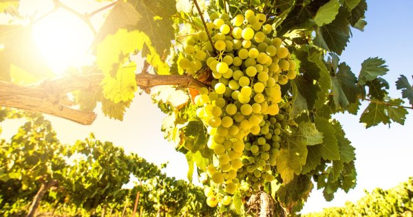 Армения виноград гроздь вино