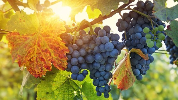 Красивые фрукты