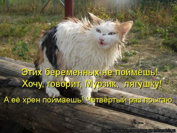 Котоматрица приколы с надписями