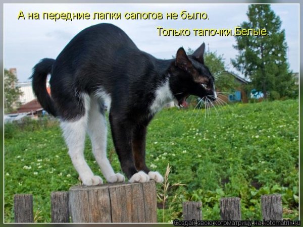 Смешные коты с надписями на даче