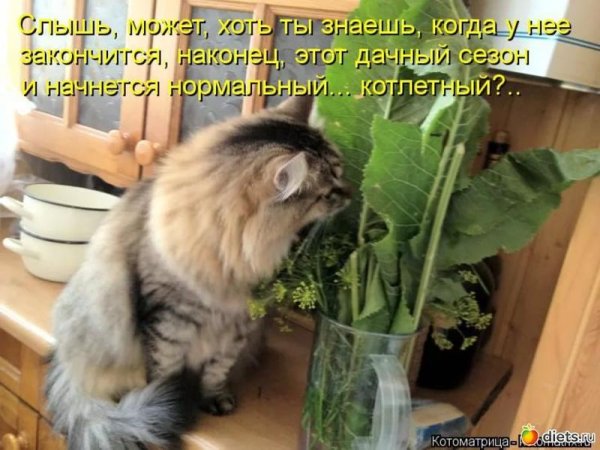 Кот и огород юмор