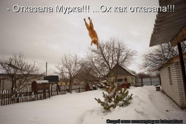 Кот пришел домой в снегу