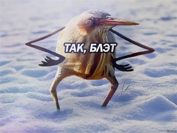 Птица так блэт